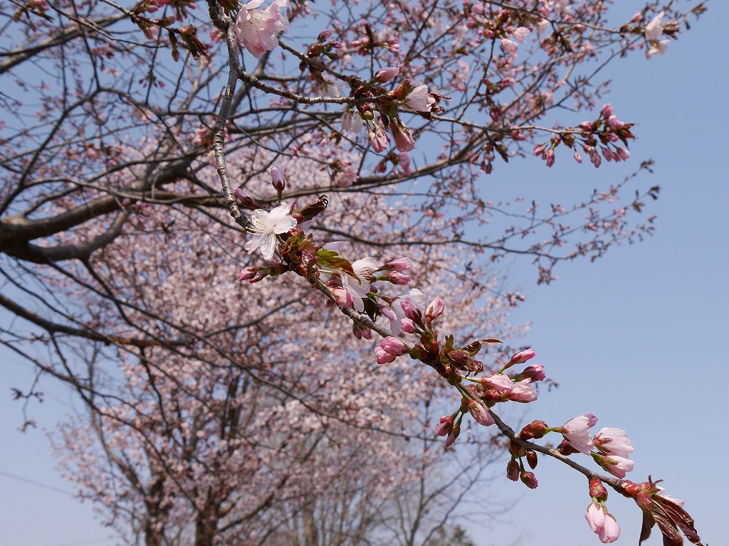 桜、見頃_f0138096_11454166.jpg