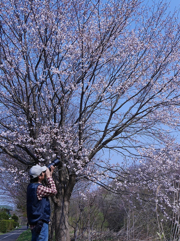 桜、見頃_f0138096_11455541.jpg