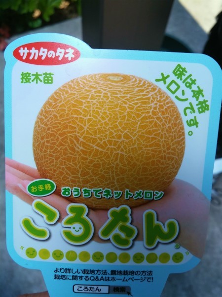 鉢植えでメロン栽培に挑戦 しぶかわにわ