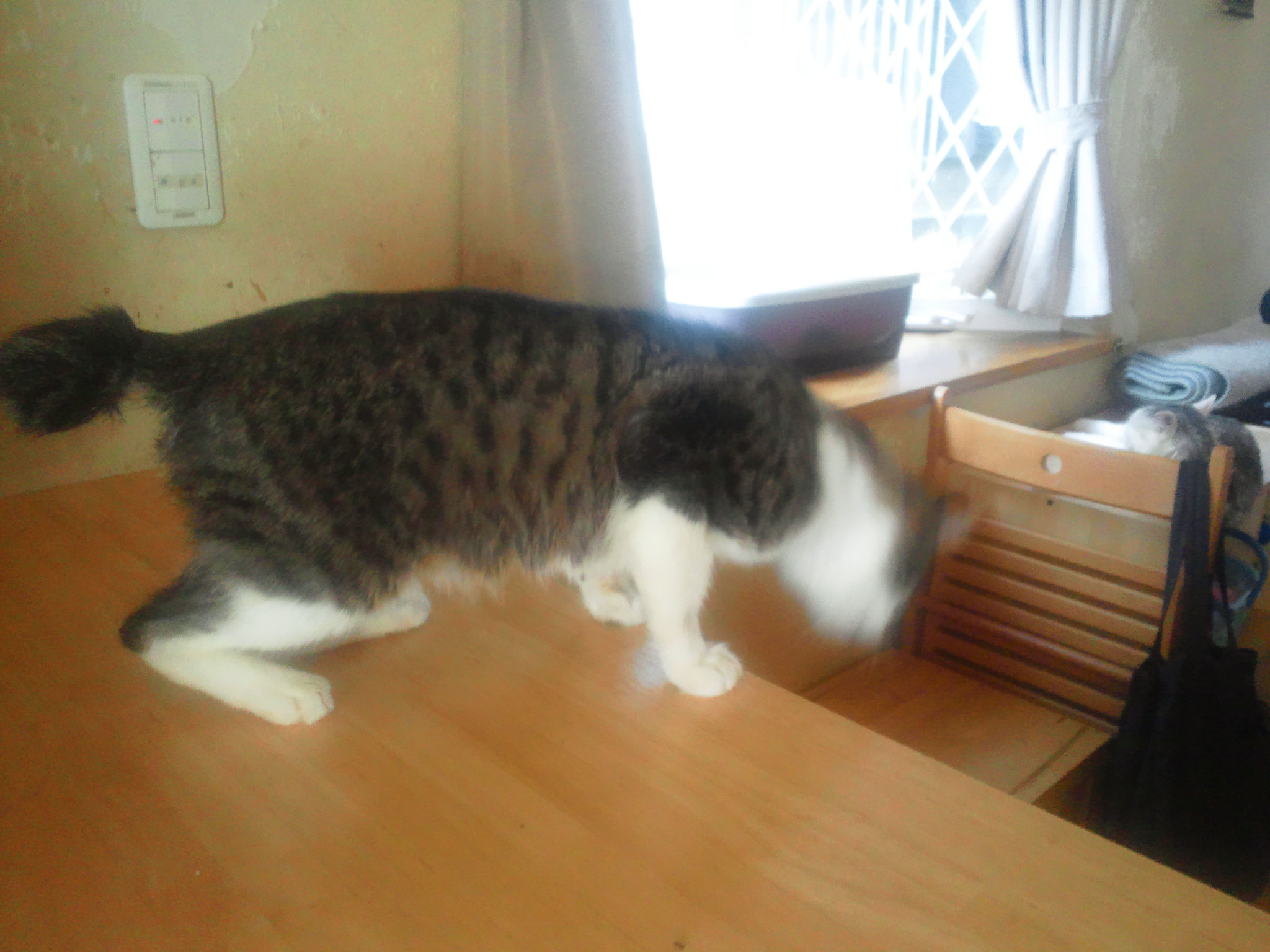 はじめまして!(明)_f0242002_23231272.jpg