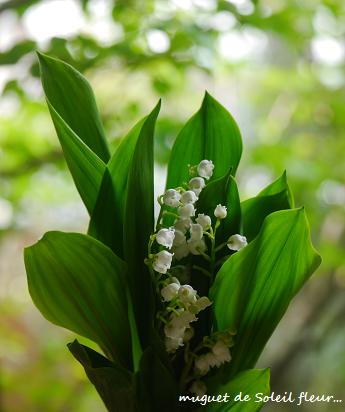 幸せを与える・・・muguet(すずらん)の日☆_c0098807_1627090.jpg