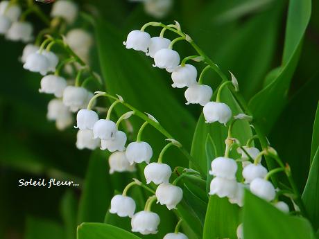 幸せを与える・・・muguet(すずらん)の日☆_c0098807_17162194.jpg