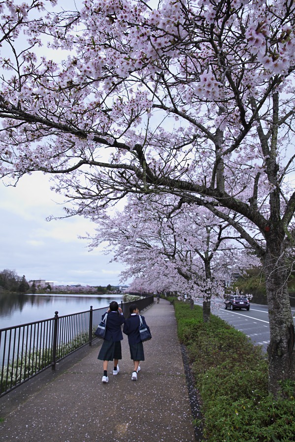 2015桜総決算_c0248507_2214494.jpg