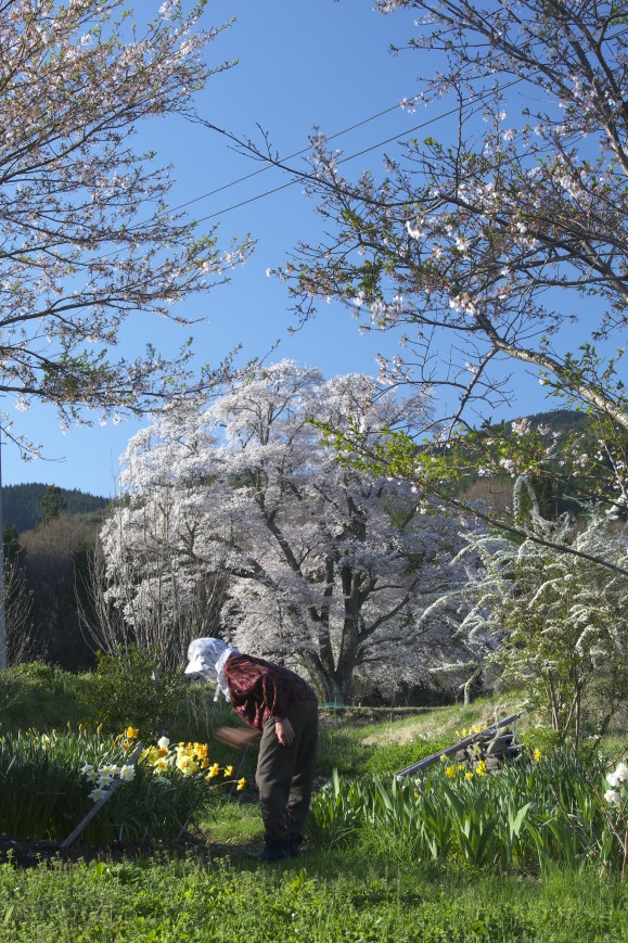 2015桜総決算_c0248507_22232698.jpg