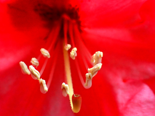 神代植物公園　躑躅と石楠花　（4月30日）_a0023315_13322191.jpg