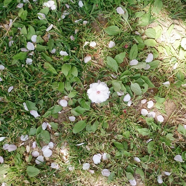ご褒美_e0239118_18155932.jpg
