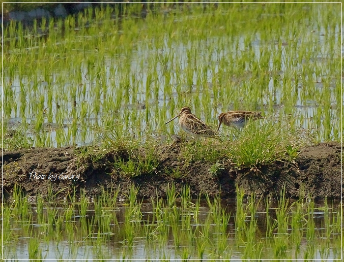 旅鳥　タシギ　爽やかな早苗の中で動画も撮る　（４/２８撮影）　2015/5/1_d0129921_20461041.jpg