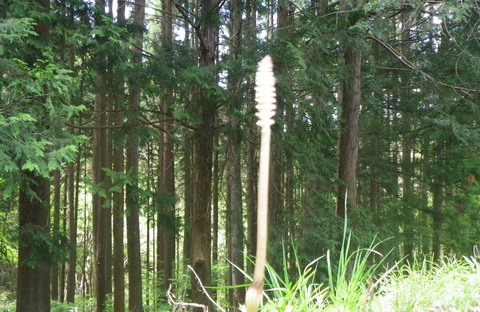 e0263423_14234666.jpg