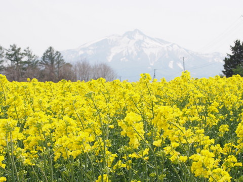 菜の花&岩木山(鯵ケ沢町)*2015.05.01_b0147224_19211144.jpg