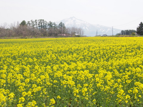 菜の花&岩木山(鯵ケ沢町)*2015.05.01_b0147224_19224884.jpg