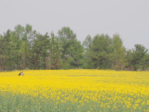 菜の花&岩木山(鯵ケ沢町)*2015.05.01_b0147224_19265723.jpg