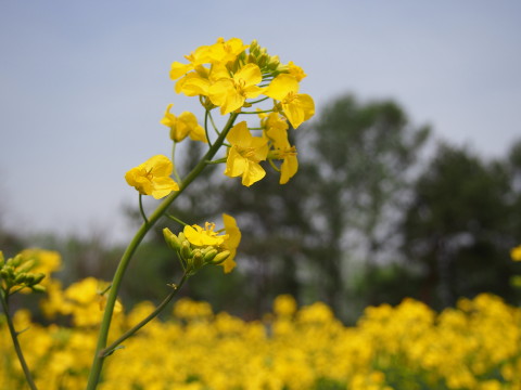 菜の花&岩木山(鯵ケ沢町)*2015.05.01_b0147224_19271694.jpg