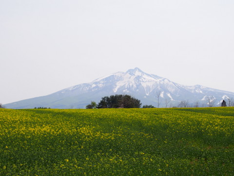 菜の花&岩木山(鯵ケ沢町)*2015.05.01_b0147224_1929245.jpg