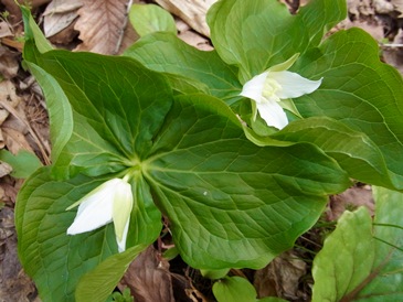 c0204725_11233817.jpg