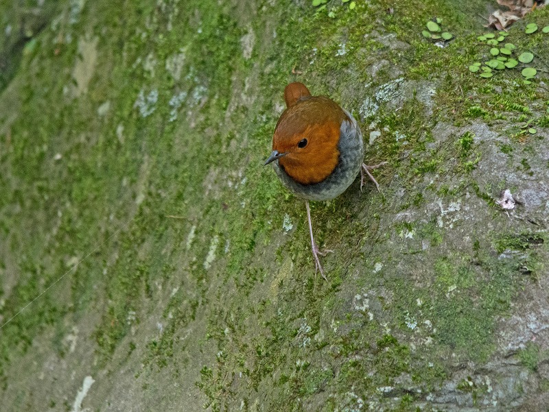 e0331427_1053926.jpg