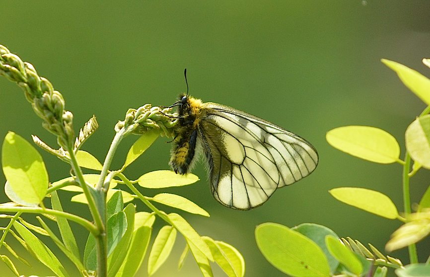 アゲハ＆ウスバシロチョウ今季初撮り、ほか（2015年5月1日） _d0303129_1355977.jpg