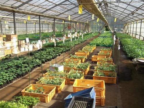 夏野菜の植え付け..完了です。_b0137932_21312479.jpg