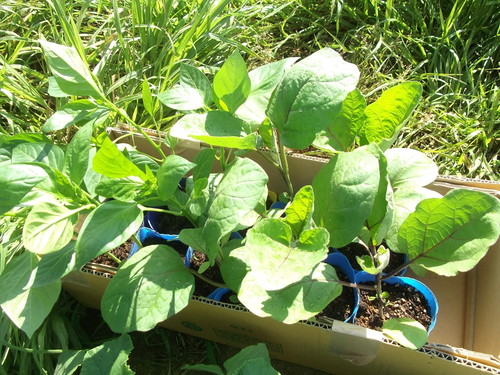夏野菜の植え付け..完了です。_b0137932_21322861.jpg