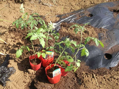 夏野菜の植え付け..完了です。_b0137932_21324945.jpg