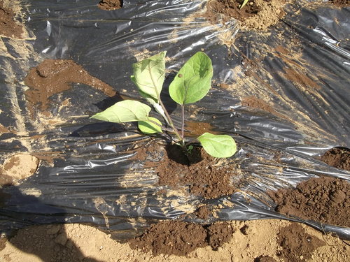 夏野菜の植え付け..完了です。_b0137932_21334886.jpg