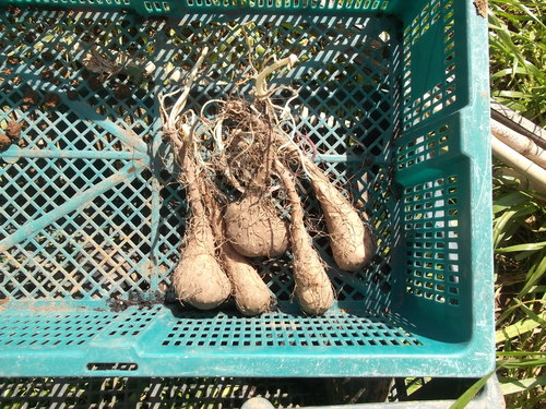 夏野菜の植え付け..完了です。_b0137932_21354539.jpg