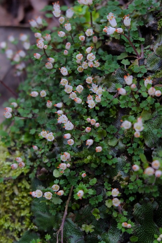 お花を観に裏高尾　〜3月22日(日)〜　その③　景信山編_b0281732_9114552.jpg