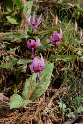 お花を観に裏高尾　〜3月22日(日)〜　その③　景信山編_b0281732_974576.jpg