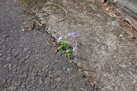 お花を観に裏高尾　〜3月22日(日)〜　その③　景信山編_b0281732_981466.jpg