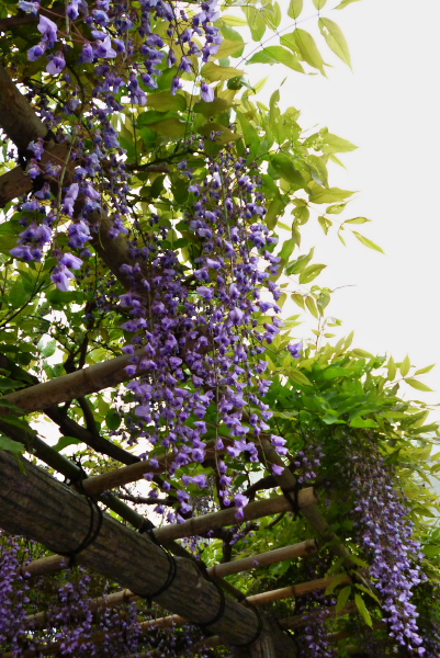 亀戸天神社　ふじ祭り　　2015-4-30_c0153534_19141390.jpg