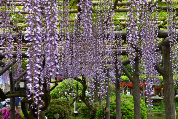 亀戸天神社　ふじ祭り　　2015-4-30_c0153534_19145827.jpg