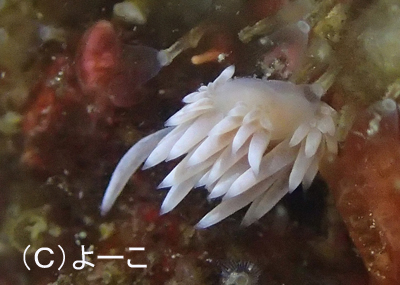 夏の様_b0163039_17221310.jpg
