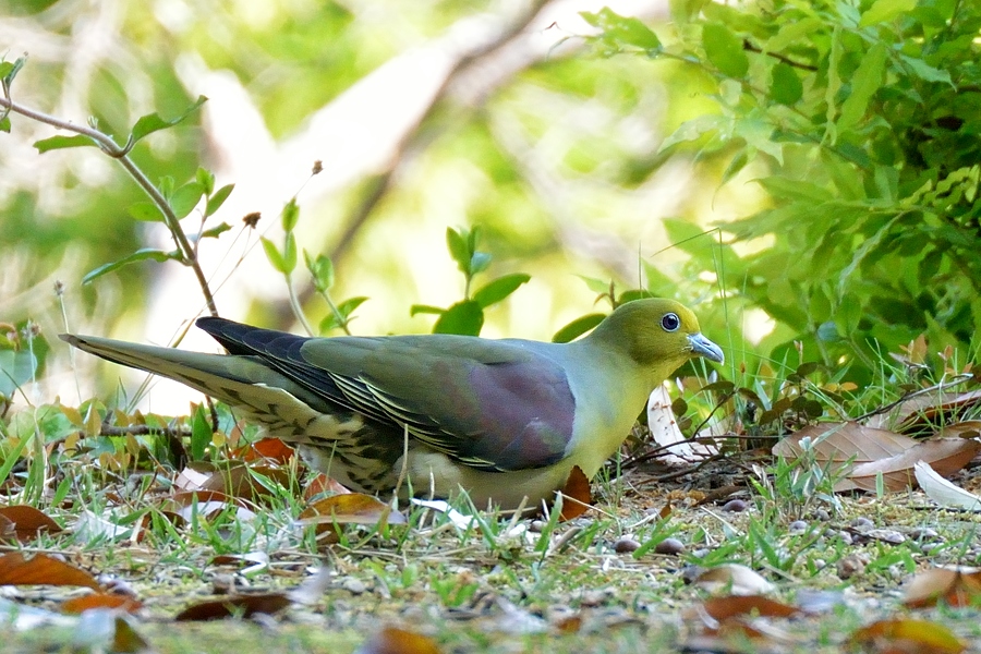 初見初鳥：アオバト_d0148541_20495930.jpg