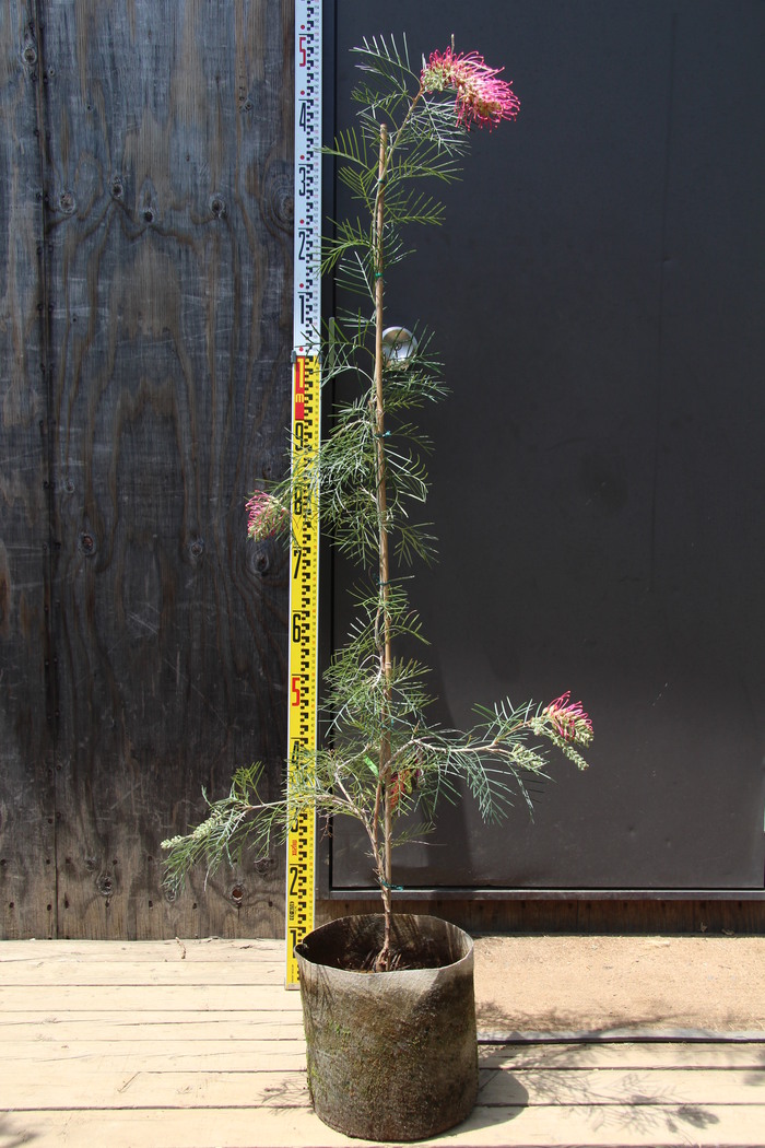 グレヴィレア ラナマリー