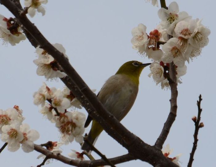 『春先の鳥見／メジロ／ウメッシュ！』_a0289546_9561290.jpg