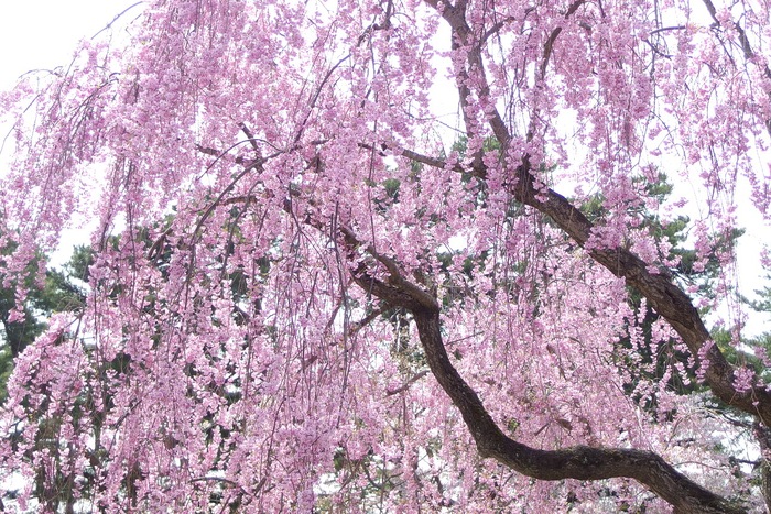 ２０１５年の桜_f0065847_2342423.jpg