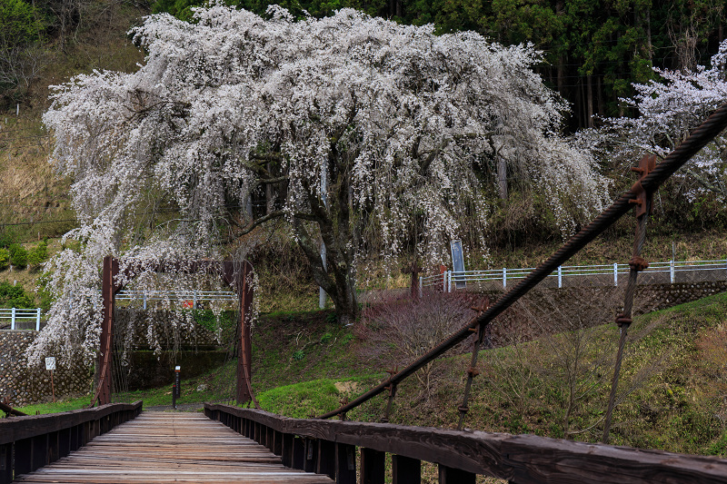 魚ヶ渕の吊り橋の桜（右京区京北）_f0155048_1231036.jpg