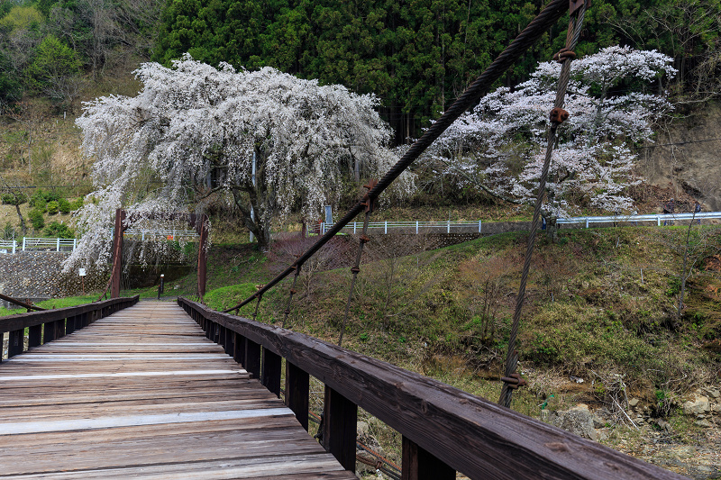 魚ヶ渕の吊り橋の桜（右京区京北）_f0155048_1233745.jpg
