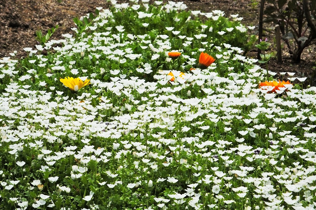 洋風花壇の花の色で遊ぶ　　　　　　_b0236251_1262537.jpg