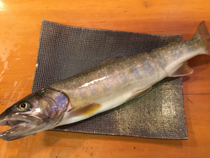 しょーちゃん持込のサクラマス&岩魚_c0110051_23505998.jpg