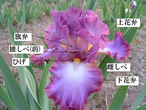 アイリスの丘 安中市後閑 群馬で生まれ育った男のブログ アイリスの丘 安中市後閑 群馬で生まれ育った男のブログ