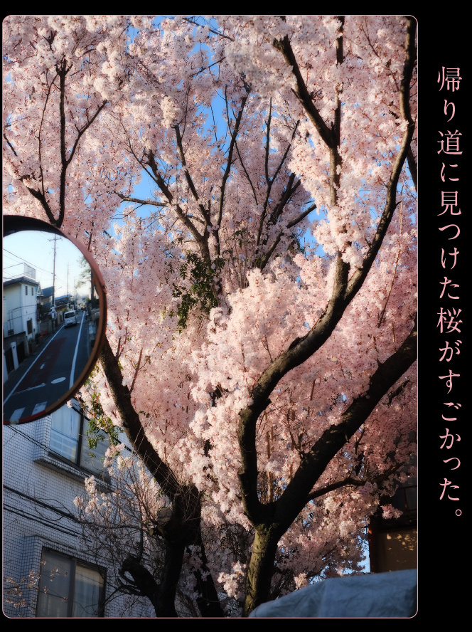 大宮八幡宮の桜_c0354952_23111257.jpg