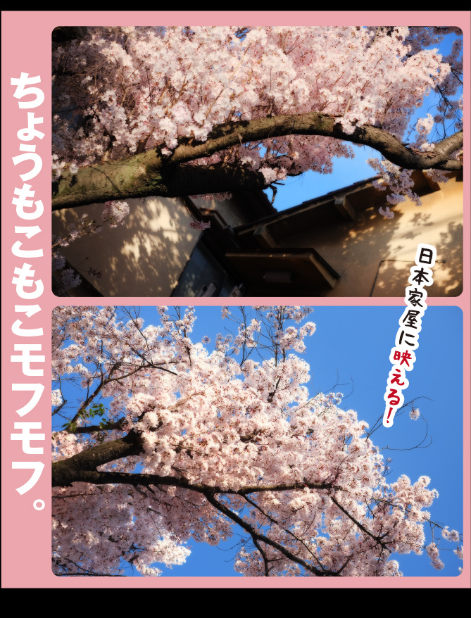 大宮八幡宮の桜_c0354952_23111612.jpg