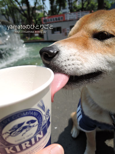 柴犬 地下鉄に乗る Yamatoのひとりごと 柴犬 地下鉄に乗る Yamatoのひとりごと