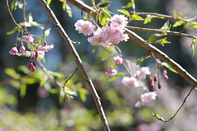 我が家の庭は、やっとお花見シーズンです_d0227858_22233575.jpg