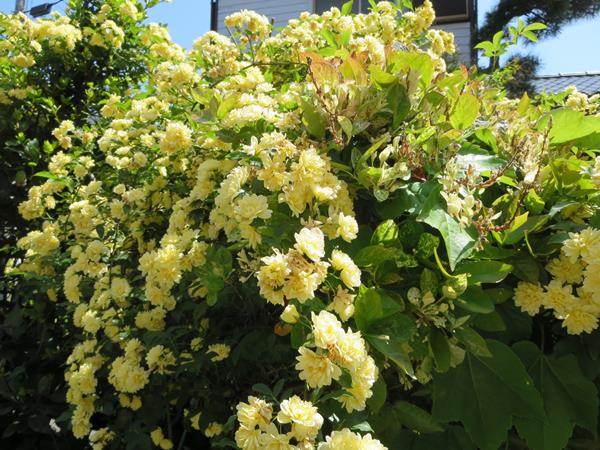【5月の花散歩】_c0042960_22451174.jpg