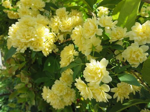 【5月の花散歩】_c0042960_22451687.jpg