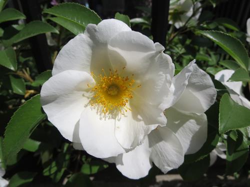 【5月の花散歩】_c0042960_2245517.jpg