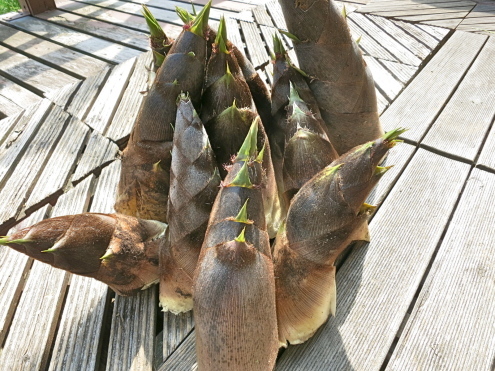 「山菜採り」とでんの「びっこ」_c0260460_19310679.jpg