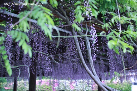 Large Wisteria Tree _a0333661_18130512.jpg