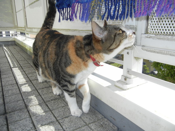 ’15,5,1(金)ガーディニング三昧!_f0060461_9495392.jpg
